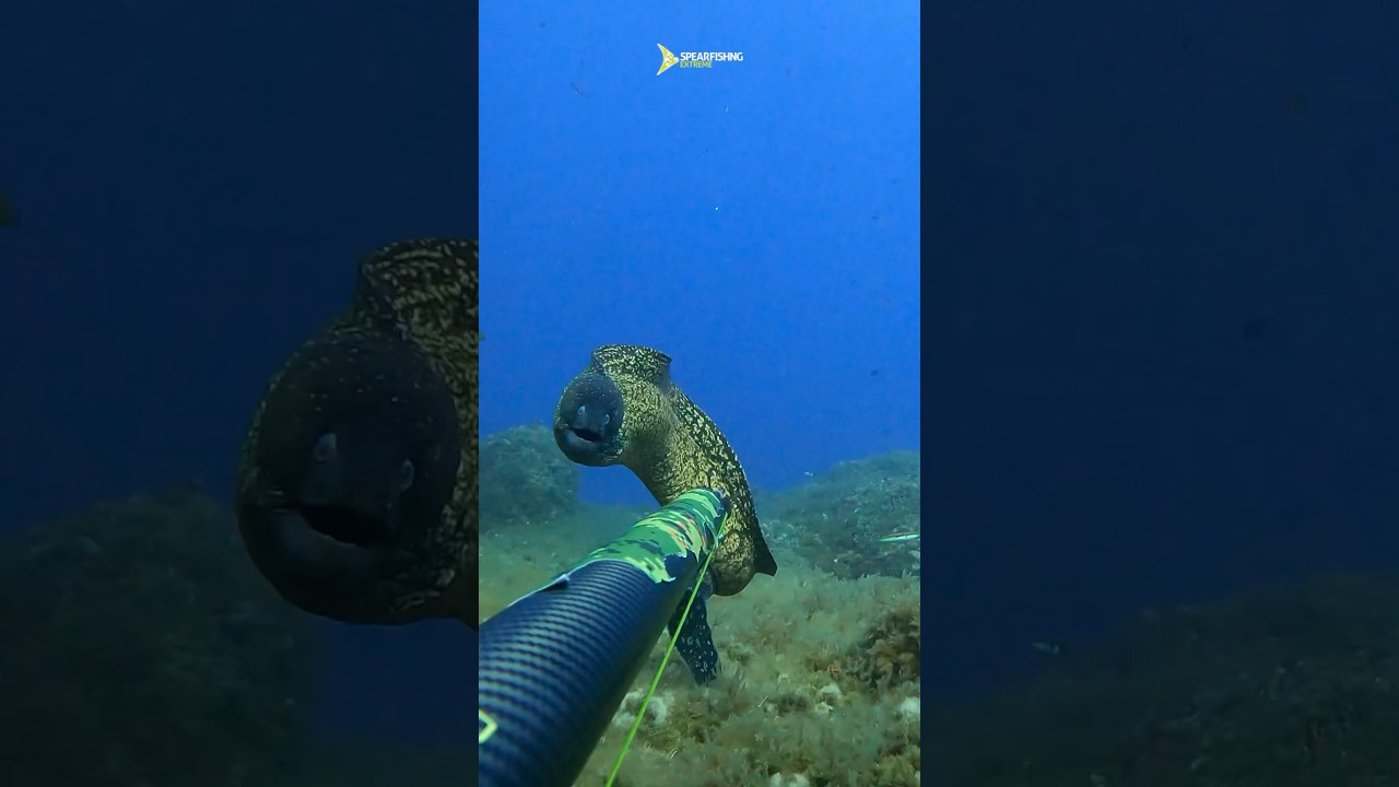 Fighting with big Moray eel 😱 #spearfishing #fishing #fish
