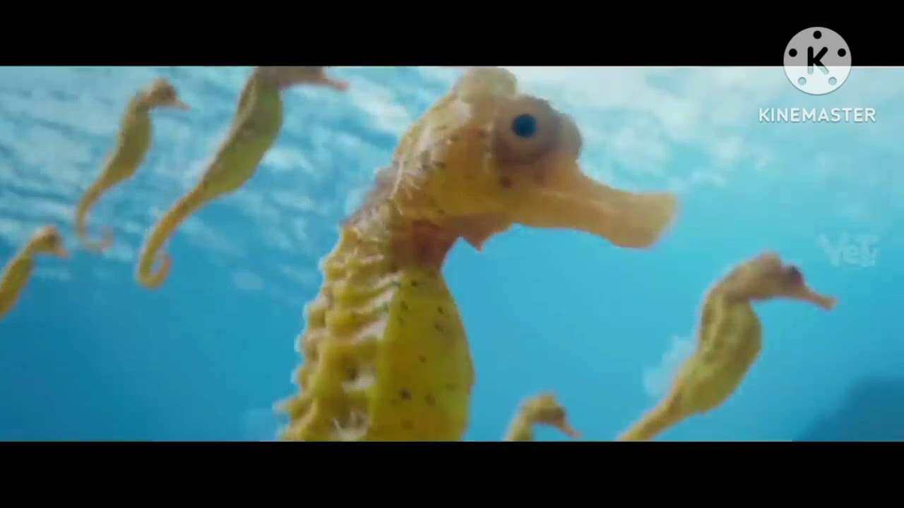 Finding Nemo Official Teaser Trailer