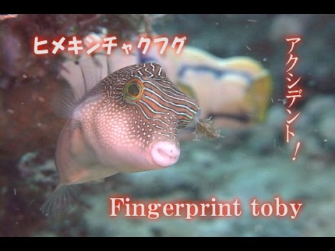 ヒメキンチャクフグ　Fingerprint toby　Accident　アクシデント