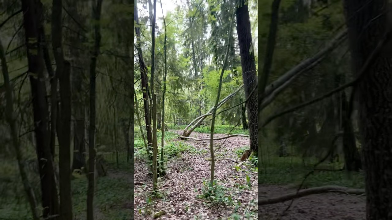 #finland #forest #nature #shortvideo #shorts