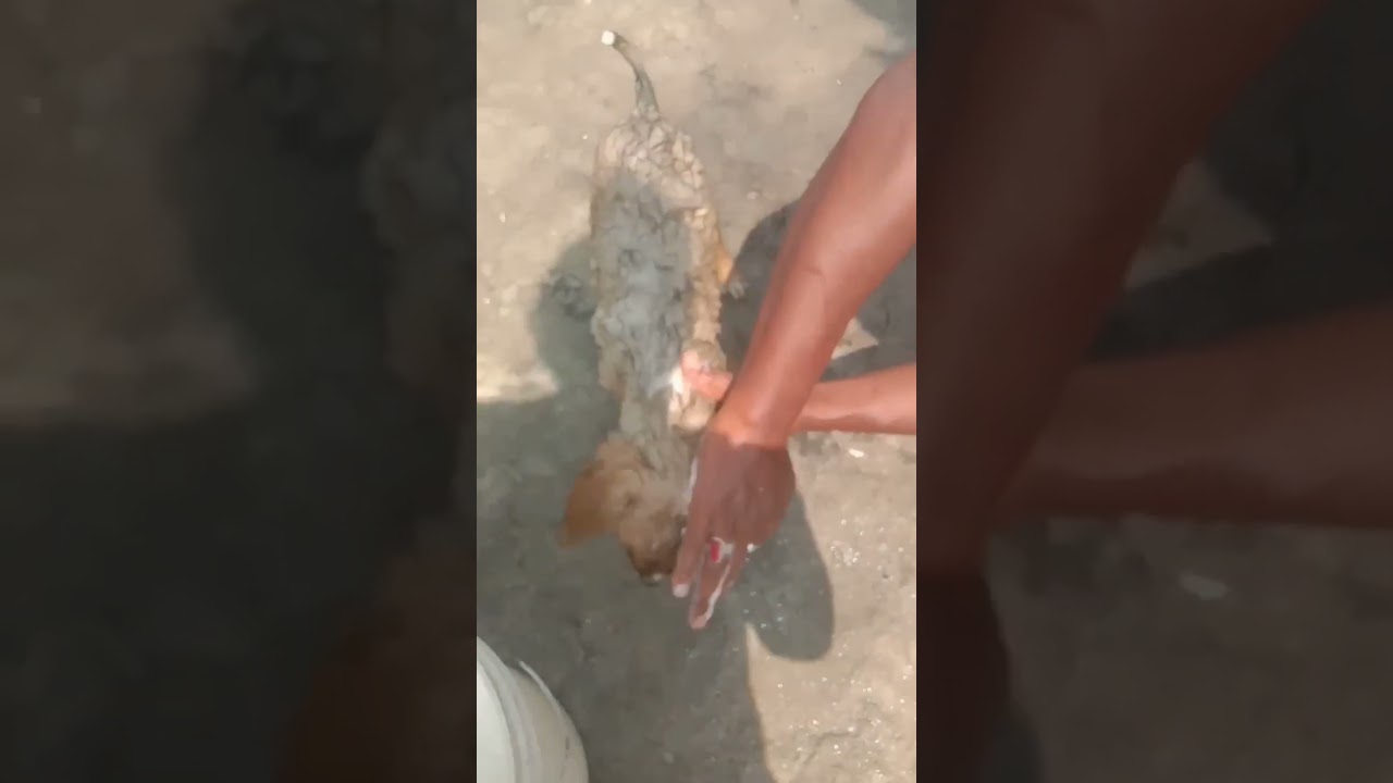First Time Bathing of Don Bosco 🐕❤️🐕#shorts #viral