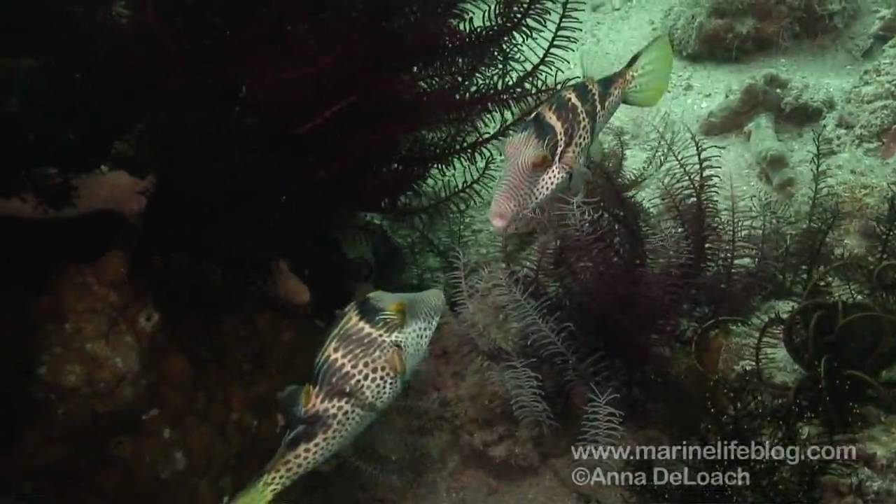 Fish Behavior: Toby Fight