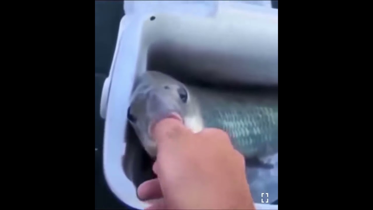 Fish catch and release