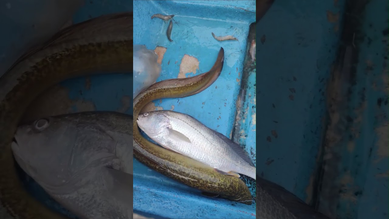 Fish tambu fishing tambu 2.5kg heel fish tambe catching fishing
