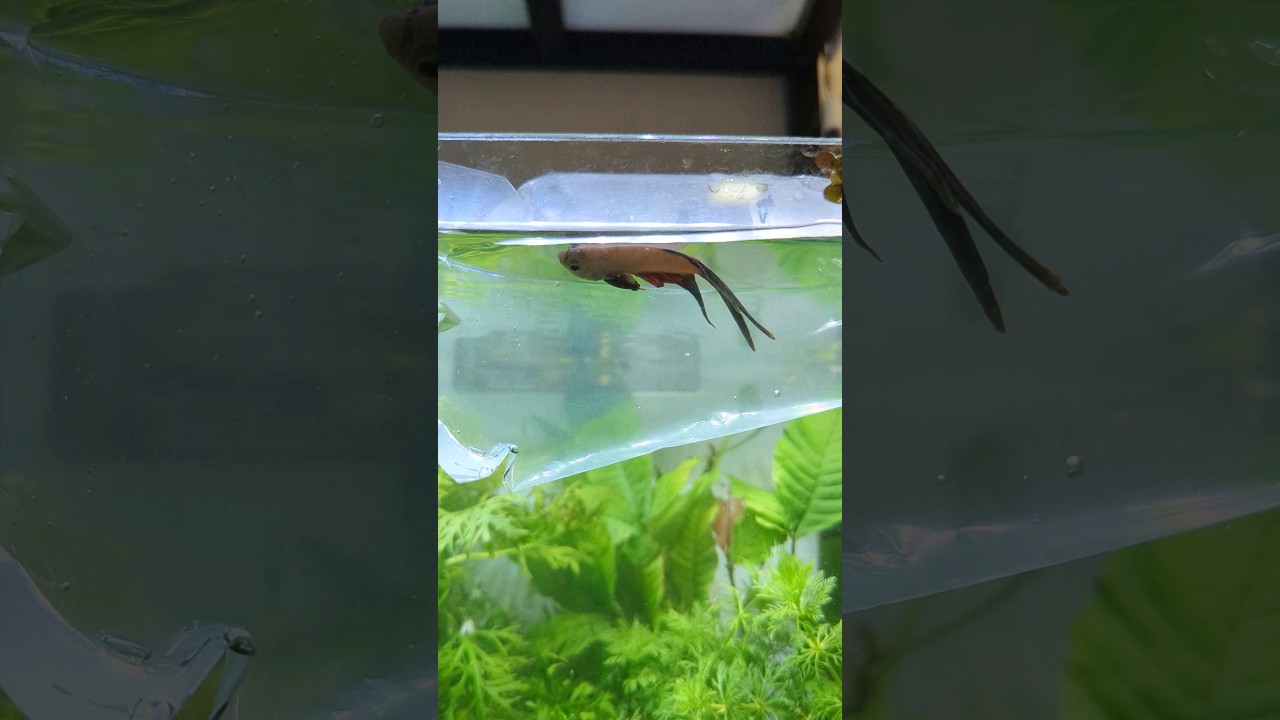 Fish Treatment 🥹 #ytshorts #aquarium #fishaquarium #bettafish #fish #petlover #pets #animal