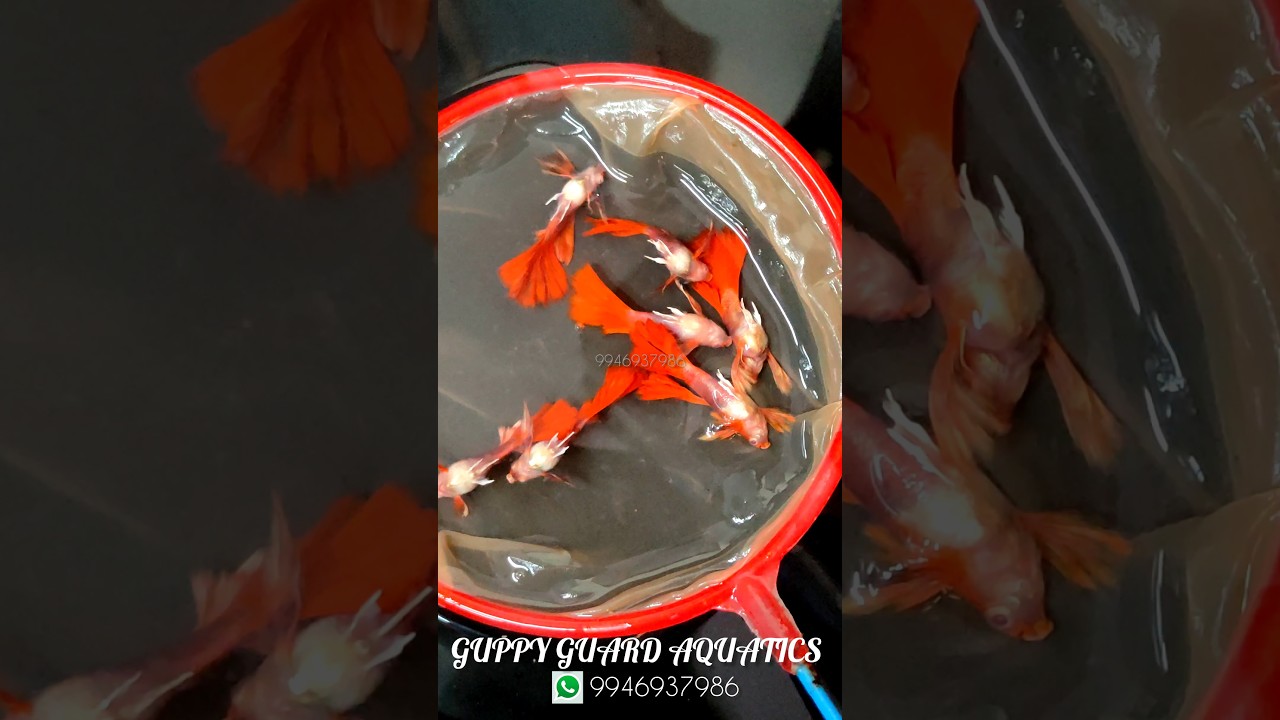 Fish..😭😭😭. #trending #guppy #reels #reelsinstagram #aquarium #viralvideos #video #kerala #karnataka