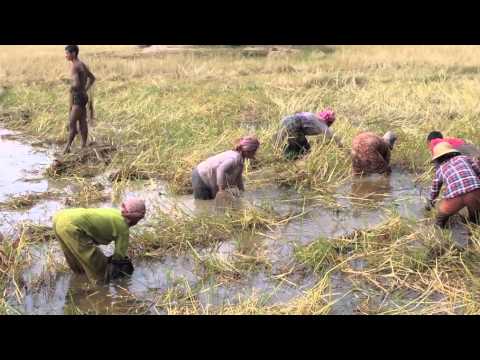 Fishing--Cambodian-style!