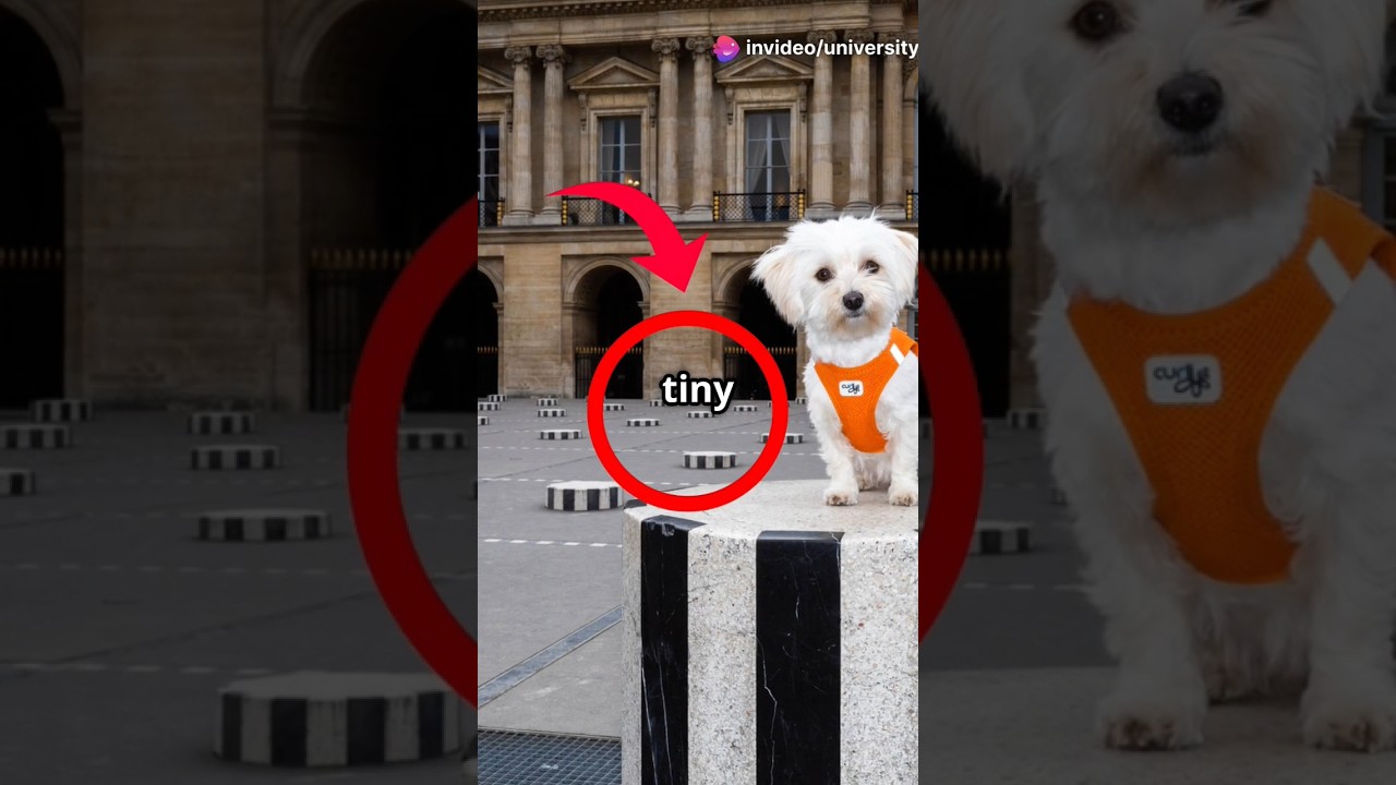 Five Dog Breeds Loved by the Rich