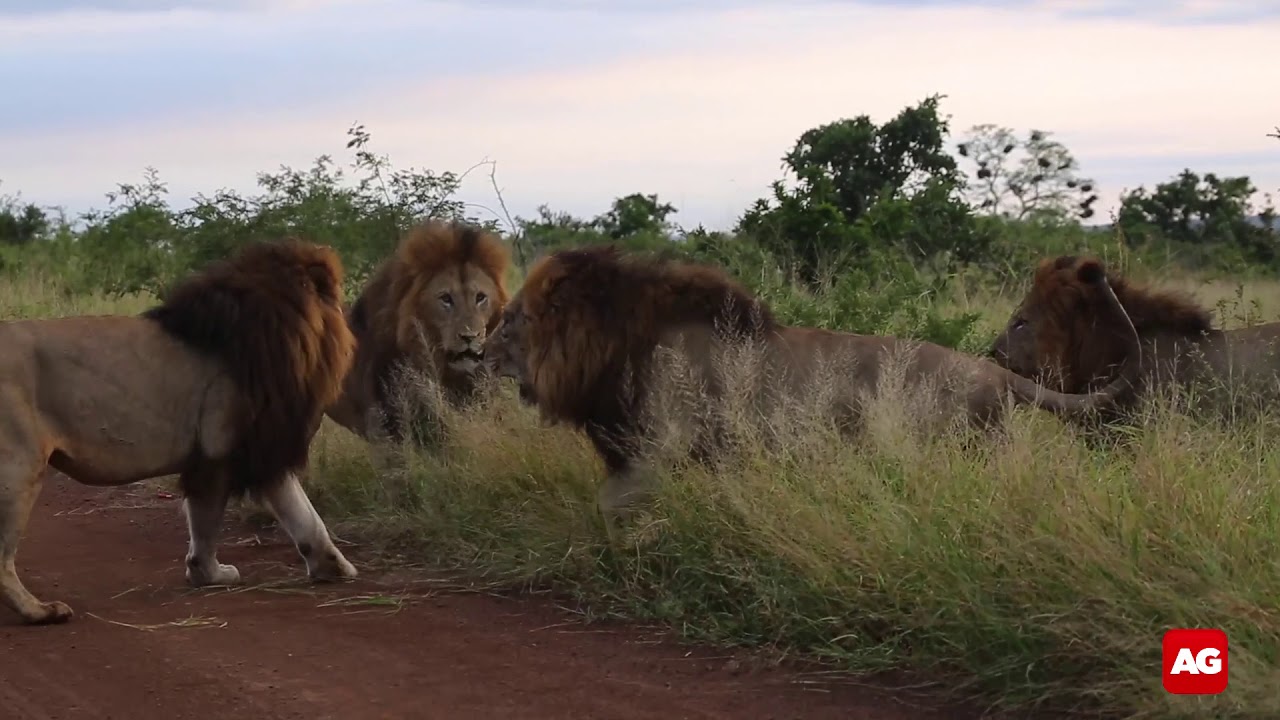 Five lions fighting  in Kruger National Park
