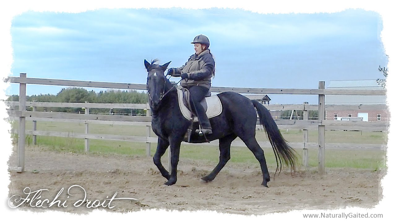 Fléchi Droit by a Naturally Gaited Tennessee Walking Horse #shorts