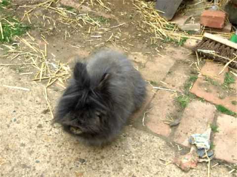flo the bunny and the cat flap