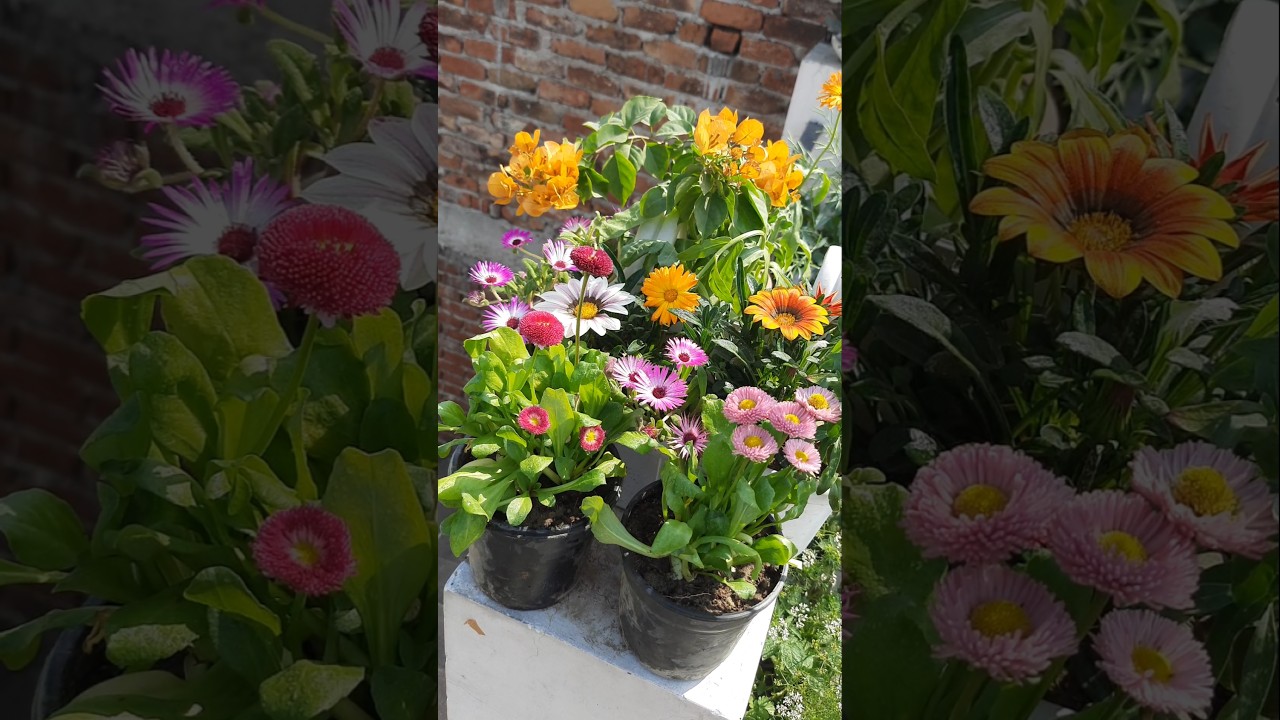 Flower  #flowers #flower #shorts #shortsvideo