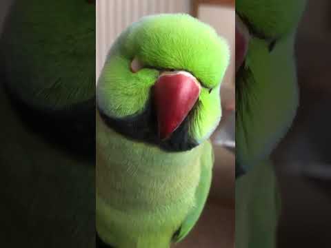 Fluffy, adorable Indian Ringneck parrot singing and chirping. Little bird wants some treats