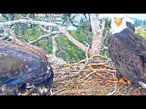 Fobbv live CAM