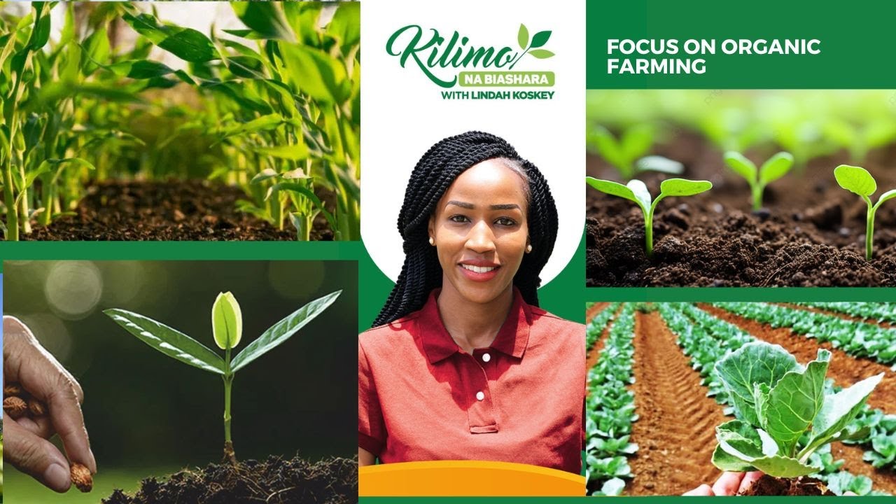 Focus On Organic Farming | Kilimo na Biashara