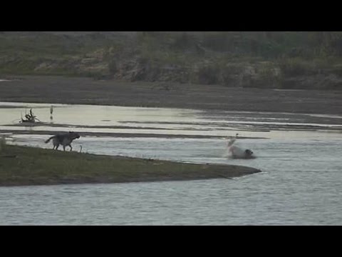 Footage Shows Shocking Moment Pet Dog Is Eaten Alive By Crocodile