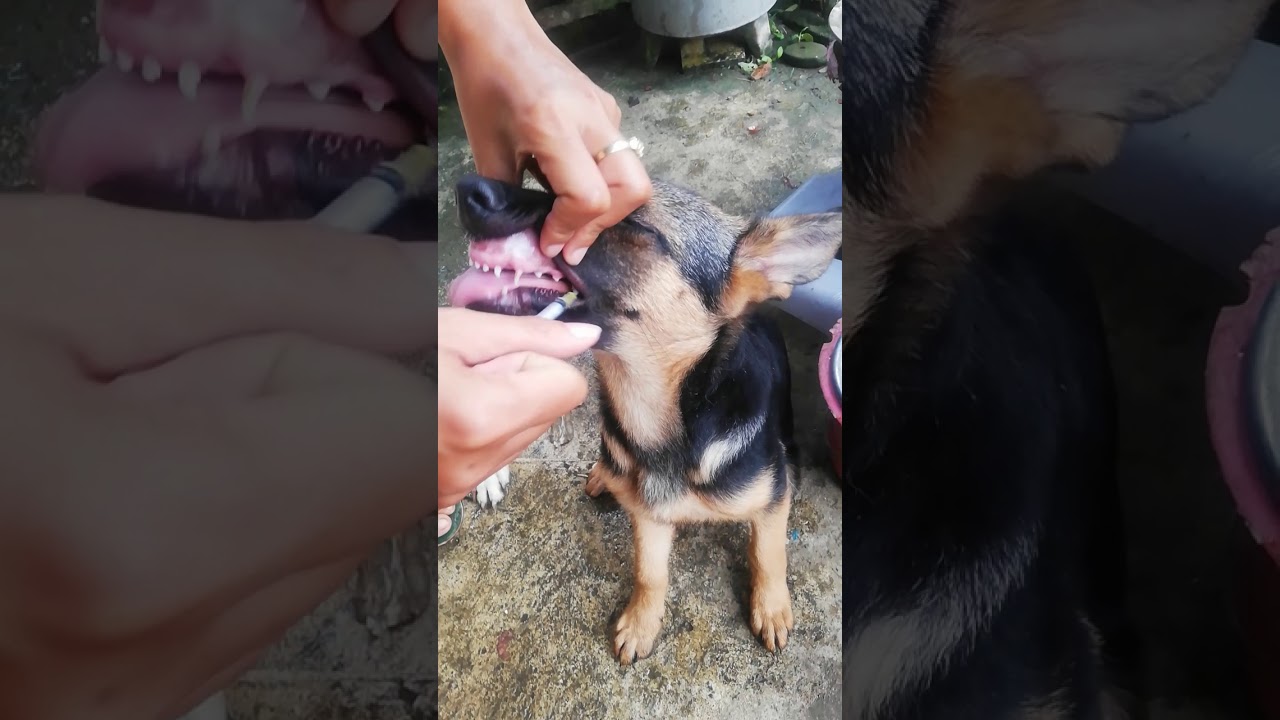 Force feeding your DOG | Here's how..