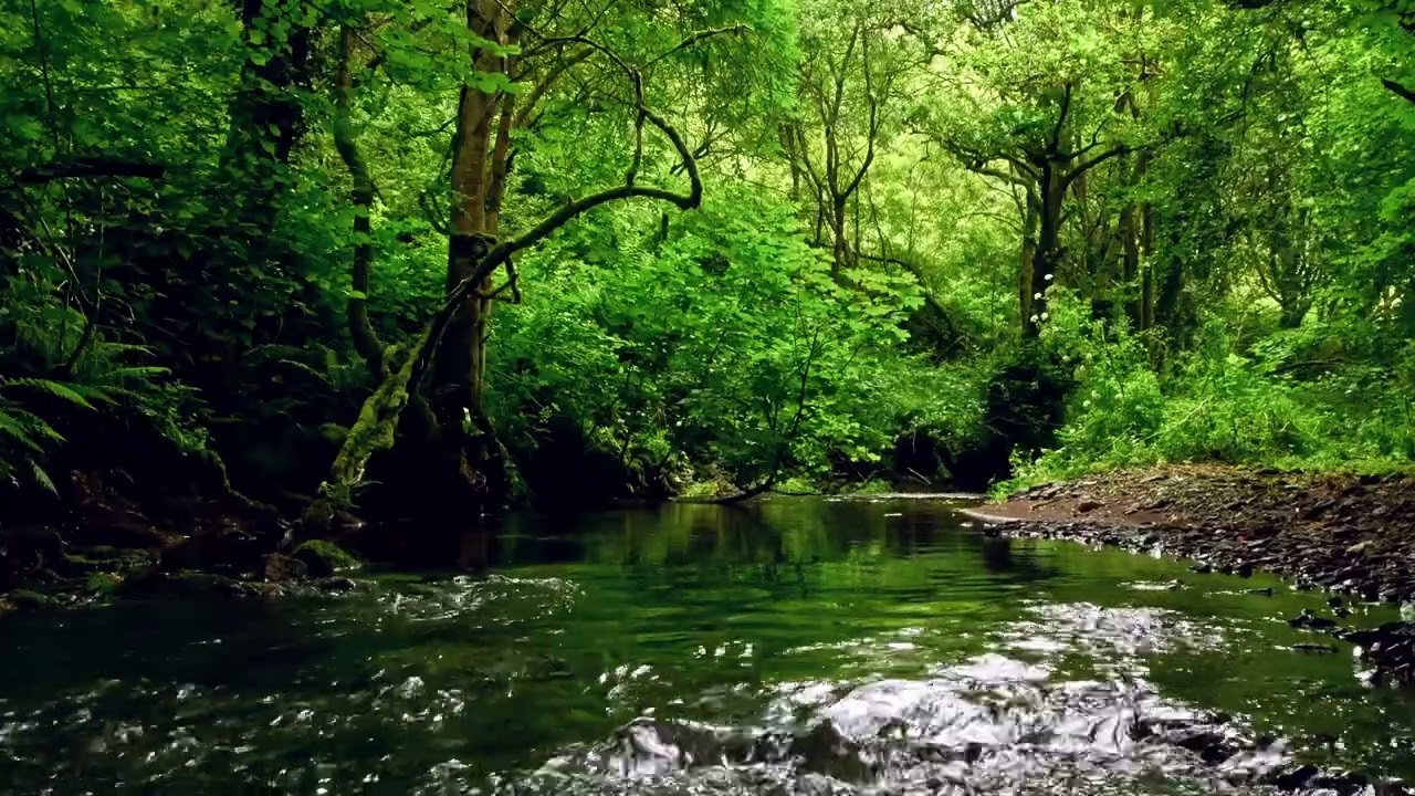 FOREST RIVER SOUNDS, BEAUTIFUL BIRDSONG, RELAXING NATURE SOUNDS with @GoodMorningBirds