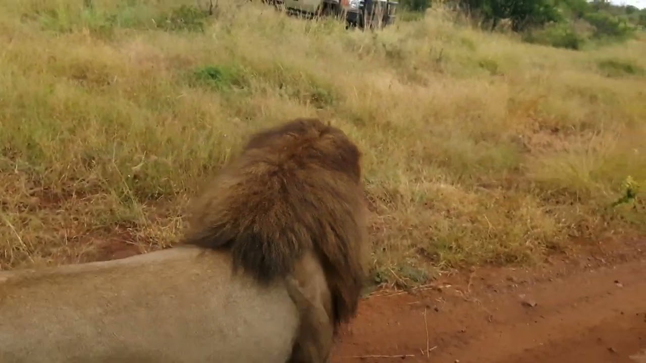 Four male lions battle for territory.