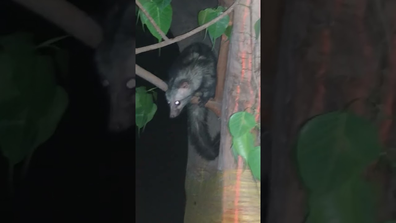 Fox Animal #foxanimals #trending_video #forestsounds #animalshorts #jungali #jungalbook #viralvideo