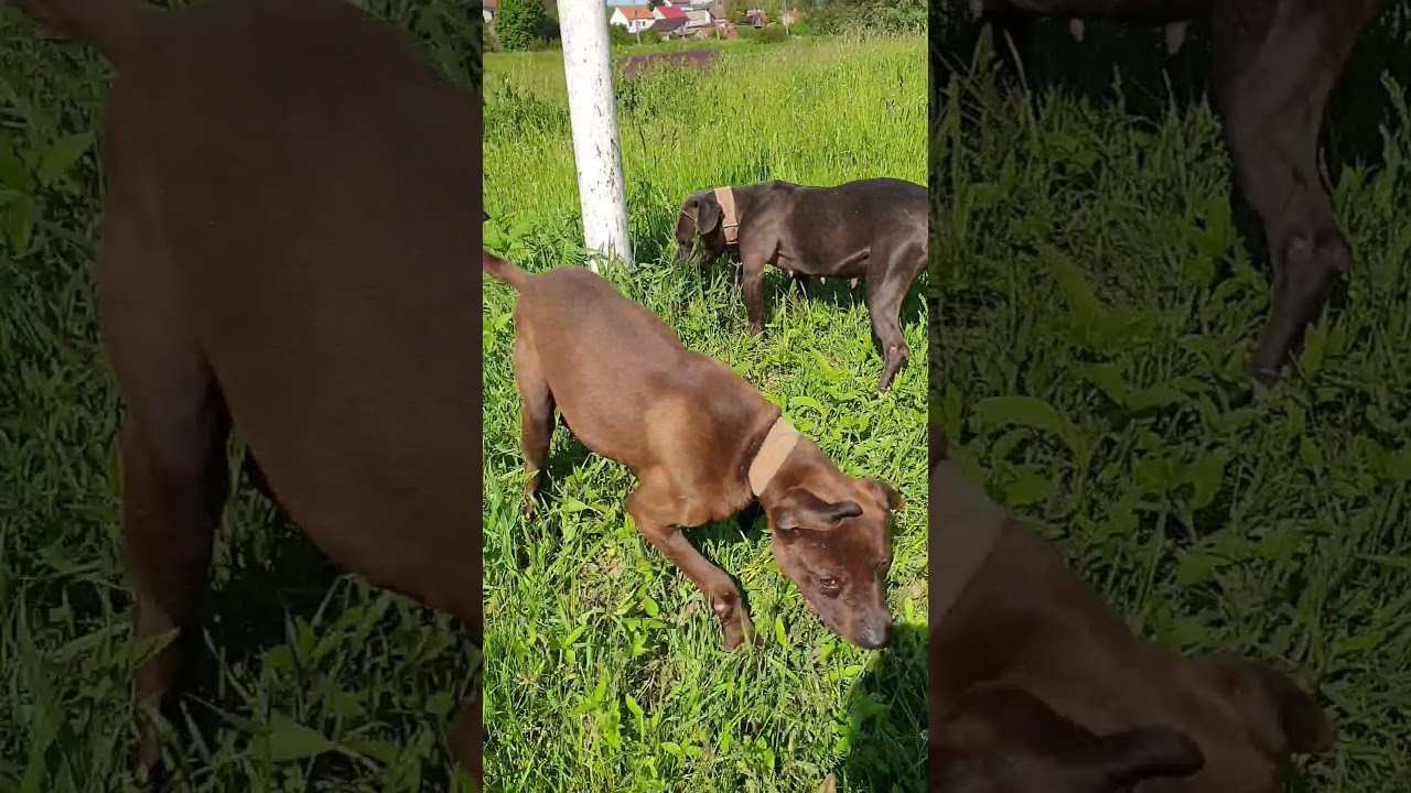 Frisco bloodline dogs