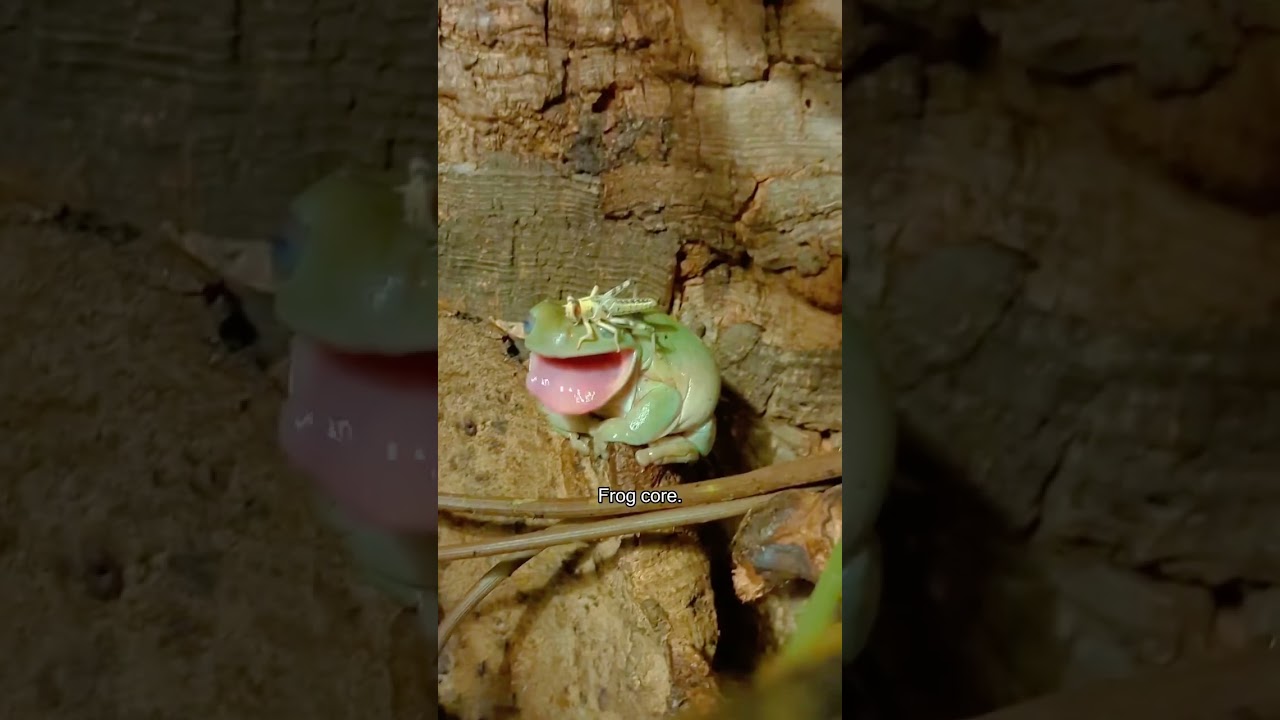 Frog Core.🐸 #funny #funnyanimal #animals #frog #petvideos