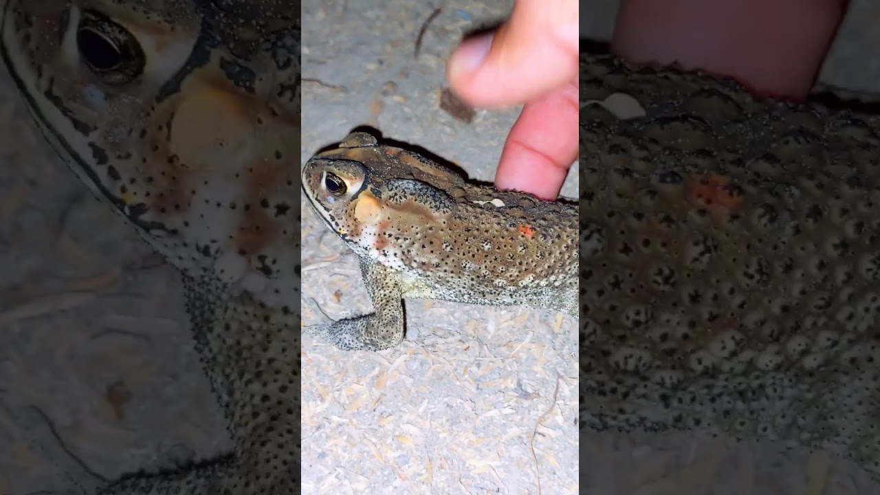 Frogs are sensitive, skin toad 🐸😂 #shorts #wildpeopleonfood