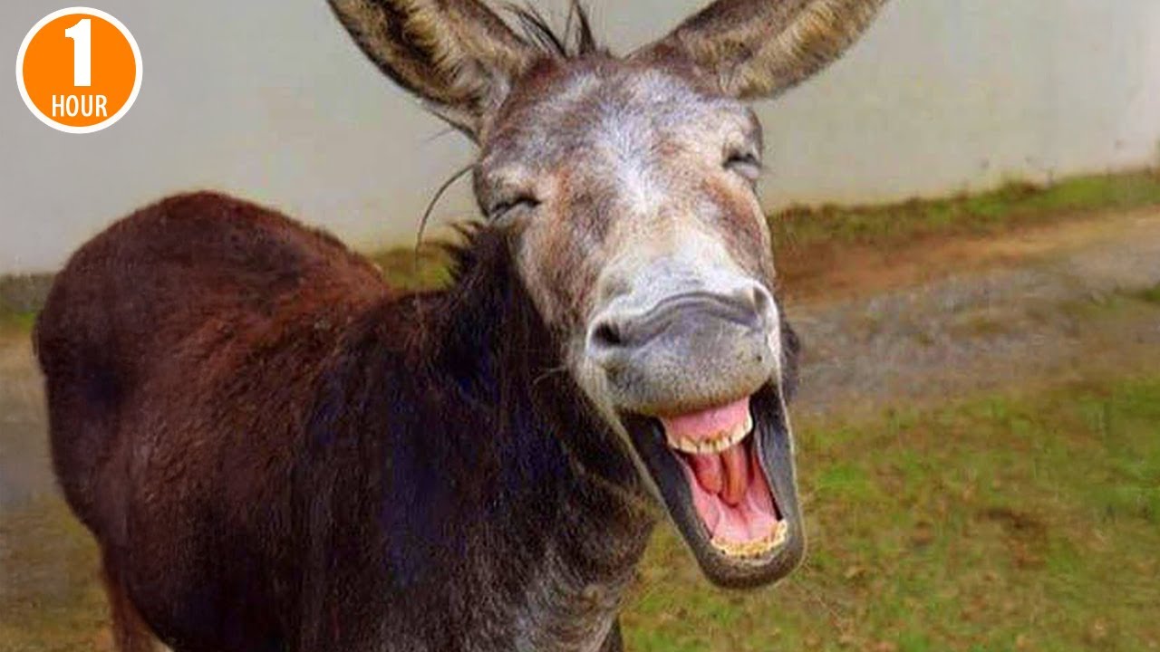 Funniest ANIMAL Videos of 2025 So Far That Will Make You Laugh to Tears 😂