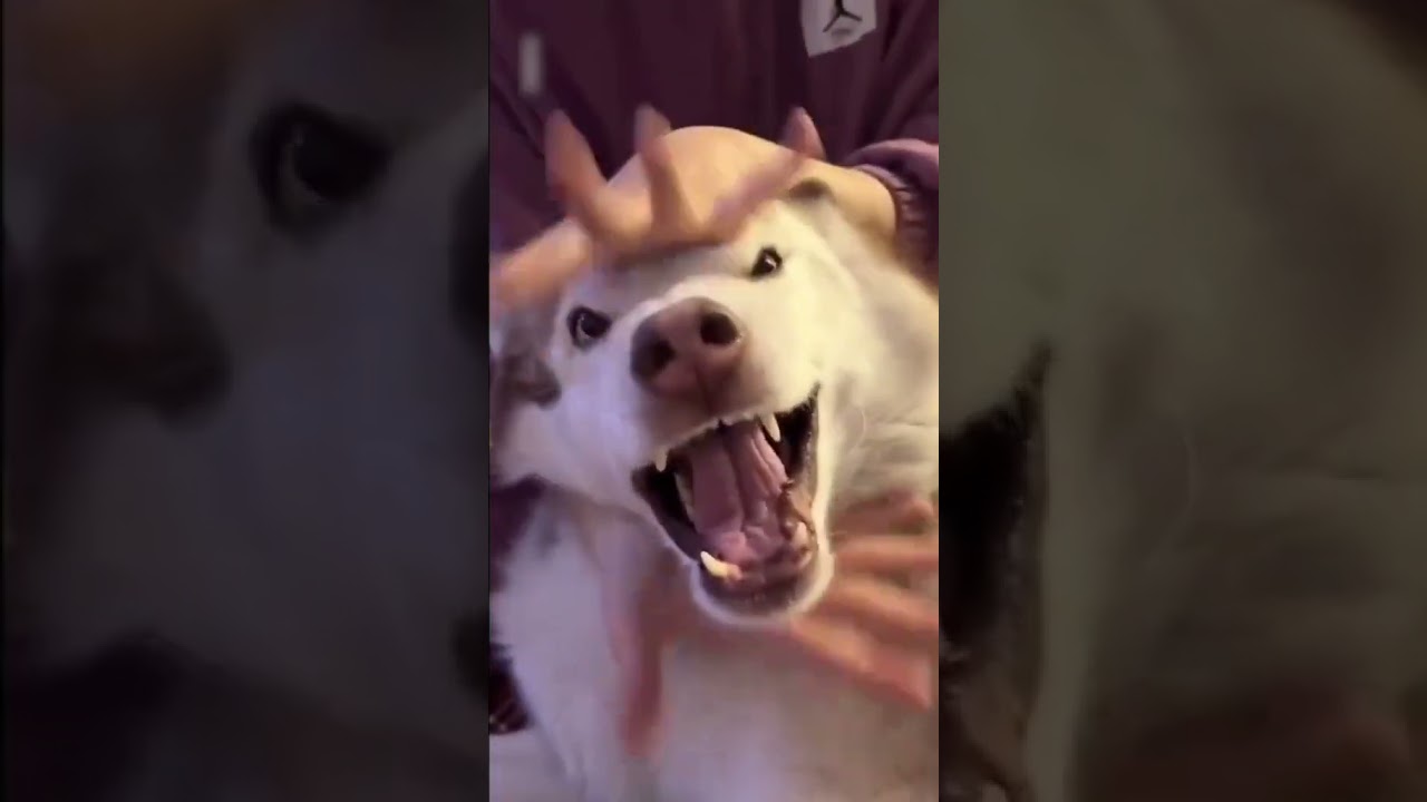 #funny #有趣的狗狗 #dog 太有趣了，哈哈哈哈😂😂😂