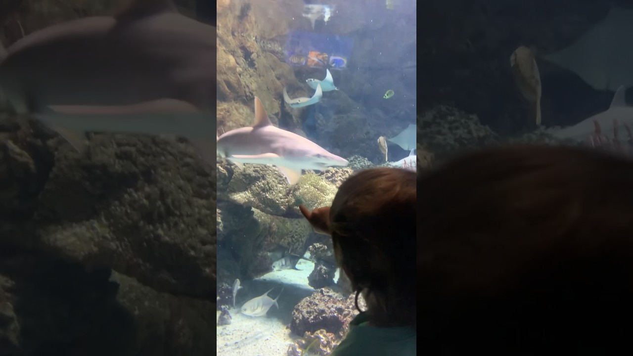 Funny Baby At The Aquarium | Reaction to Baby Shark #shorts #baby #cutebaby