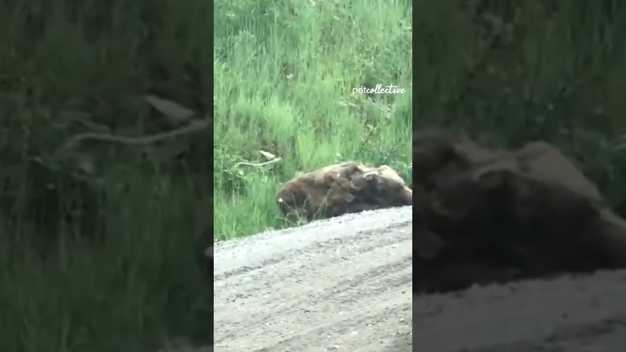 Funny Bear Prank Will SHOCK You! #Shorts