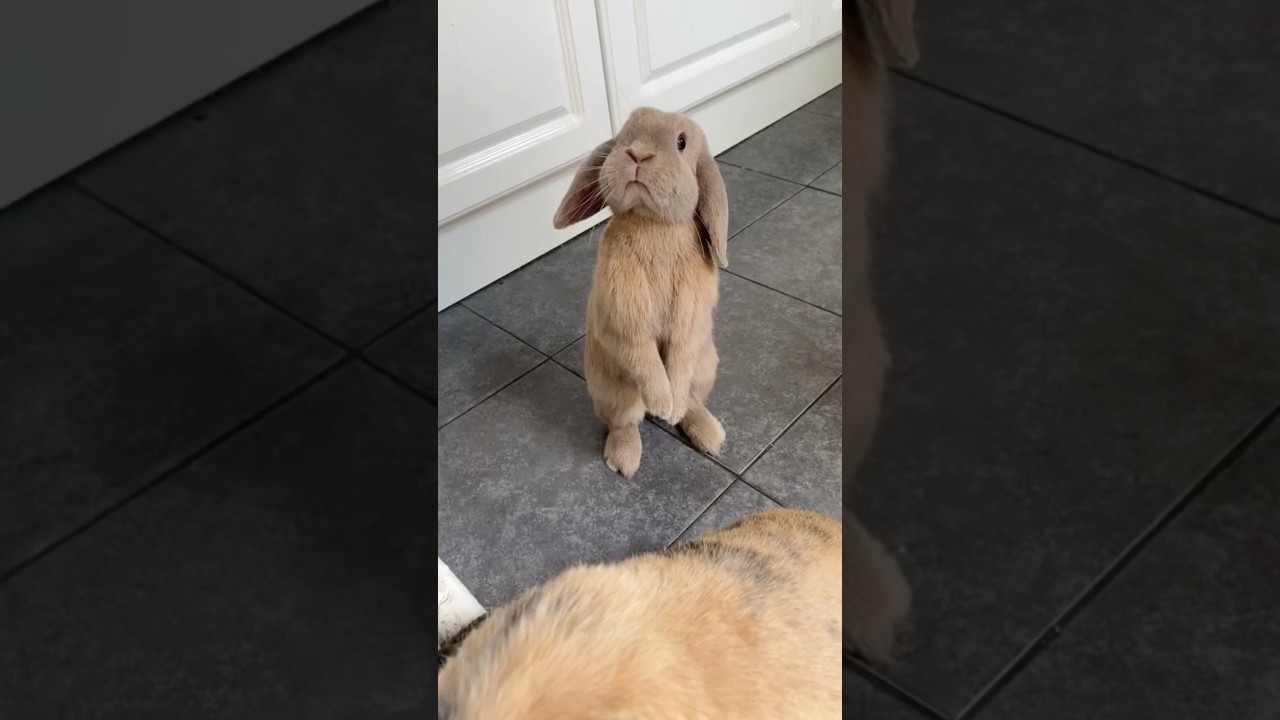 Funny bunny #funnyanimals #petvideos#cutepets #challenge #fyp #usa