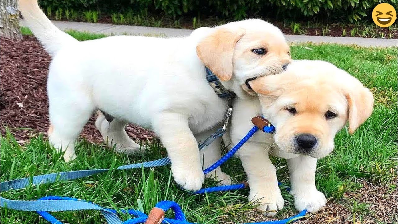 Funny Dogs And Cats Videos 😺🐶 | Best Funny Animal Videos 2025 😂 | Try Not To Laugh 🤣