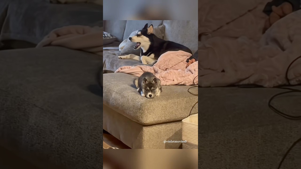 #funny #funnydog #dog #cat #lifeisbutadream #funnypet #pets #haveitoldyoulatelythatiloveyou