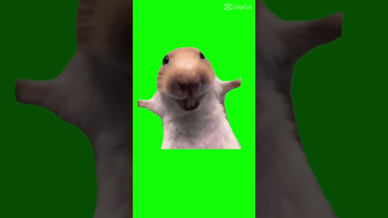 FUNNY RAT green screen
