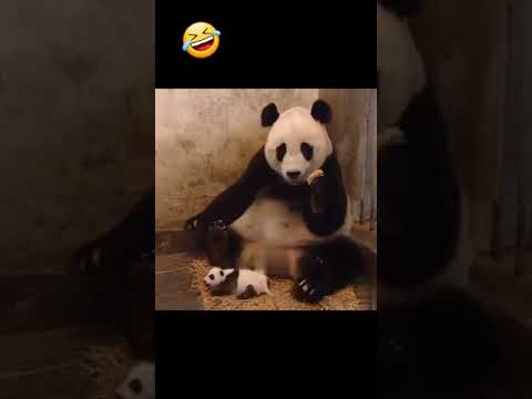 #funnyanimalsvideo #babypandas #pandafunnyvideo