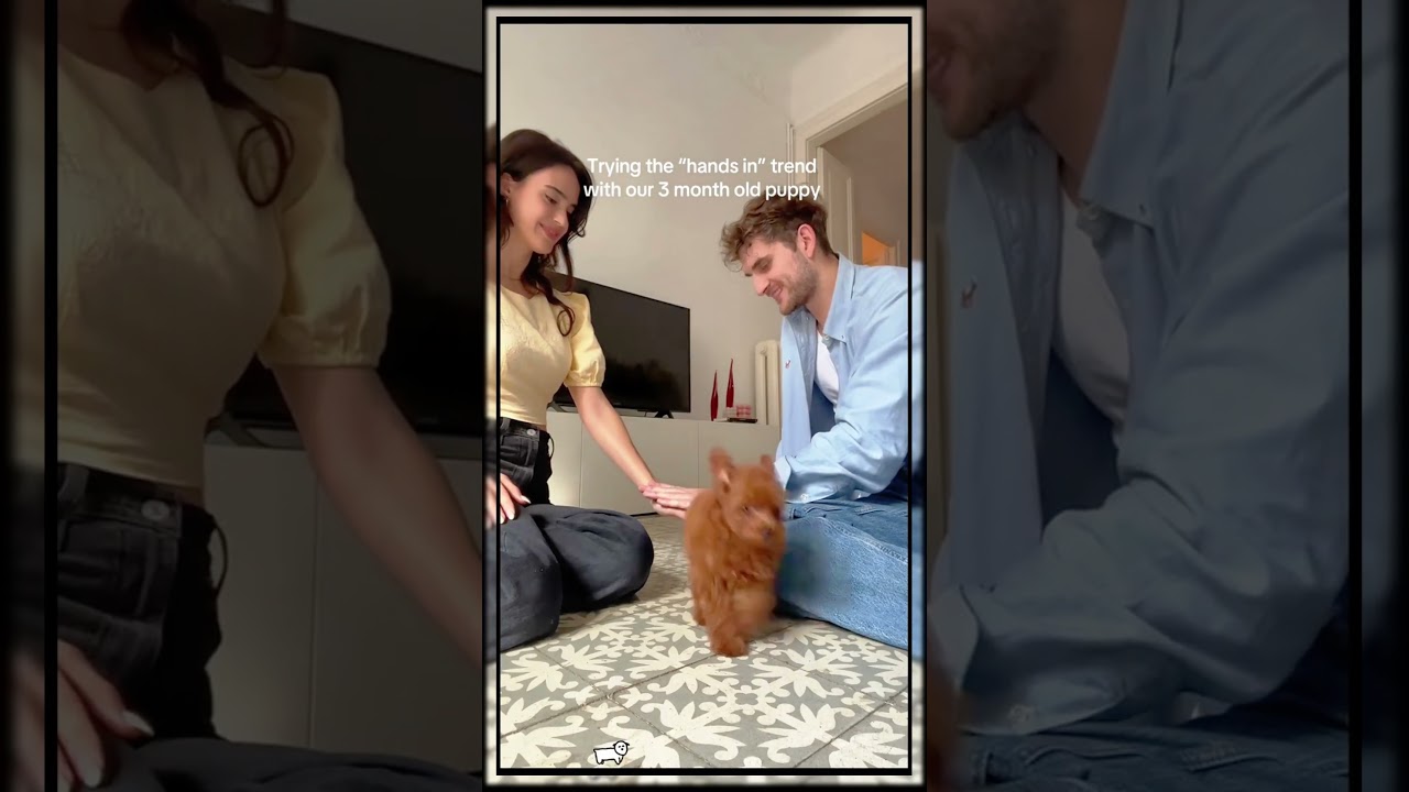 #funny#dog#pet #dogcat#dogshorts#doglover#funnyvideo#funnyanimal#funnyshorts#fyp