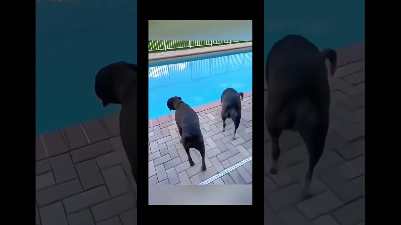 #funny#funnydogs#dog#pet #dogcat#dogshorts#doglover#funnyvideo#fyp