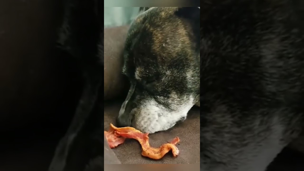#funny#funnydogs#dog#pet #dogcat#dogshorts#doglover#funnyvideo#fyp