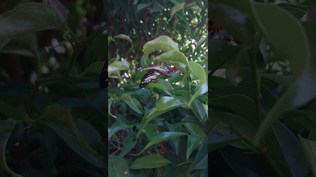 #fyp #reels  #butterfly #nature #youtubeshorts #youtube  #Food&Nature