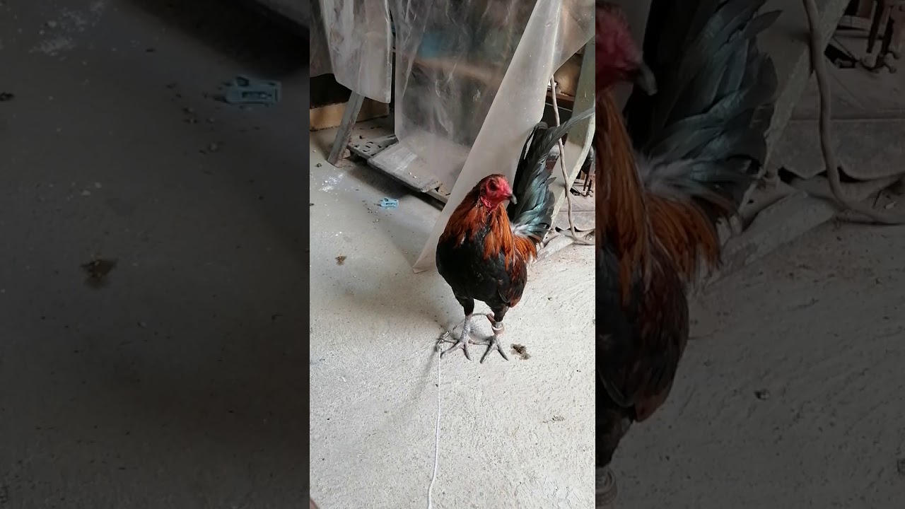 Gallo fino cantando