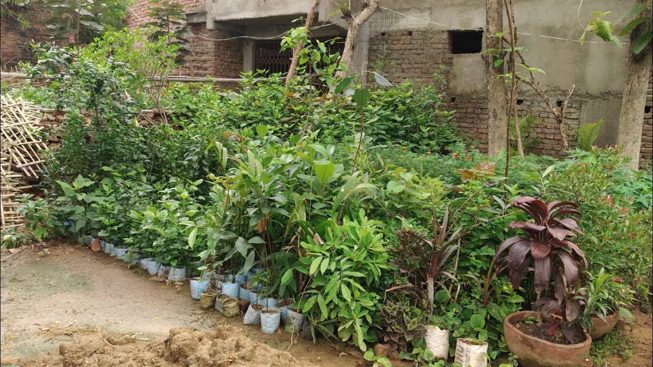 Gardening ideas