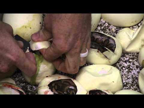 Garrett Cuts an AWESOME clutch of Retics! (Part 1)