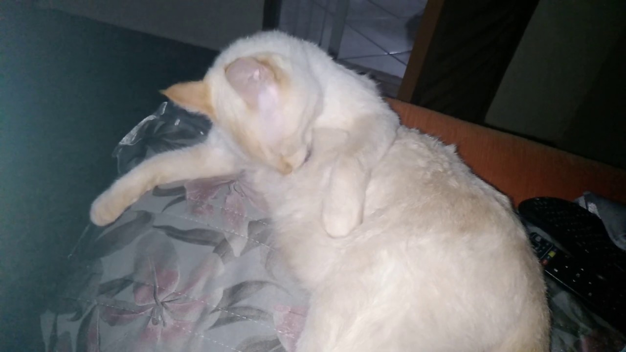 Gatinha safada tomando banho