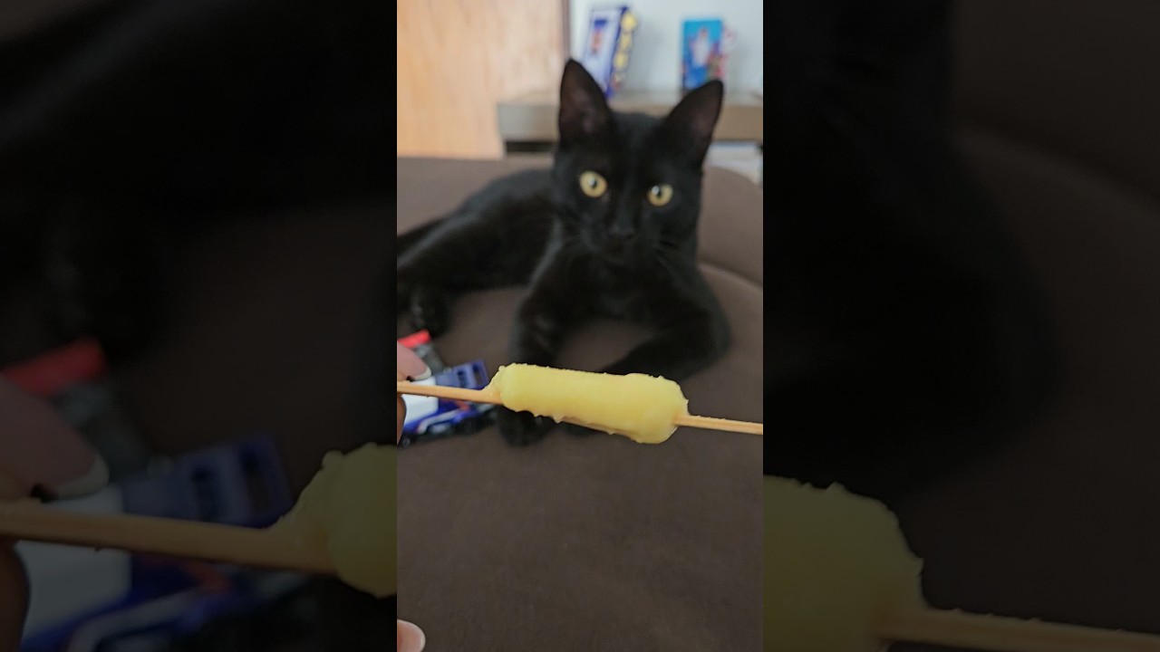 GATINHO CHUPANDO PICOLÉ #shortvideo #cat #gatos #cute