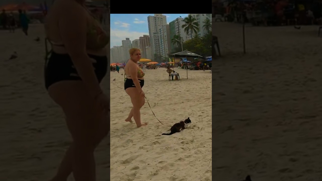 Gato 🐈 na praia 🤪/ cat on the beach😳 #beach #shorts #shortsviral