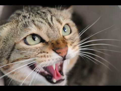 Gato Enojado