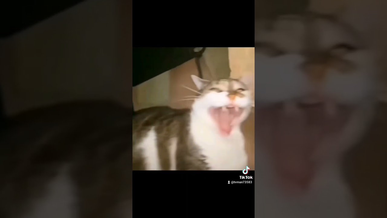 gato gritando