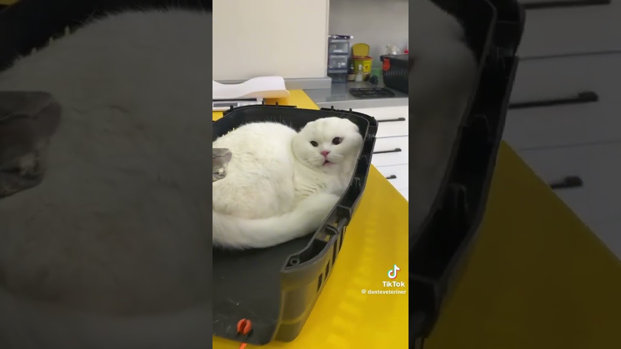 gato gritando chistoso sin que lo toque  el  veterinario 🙀🙀🤣🤣🤣🤣🤣🤣🤣🤣