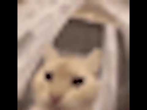 Gato gritando hacia la camara FULL HD